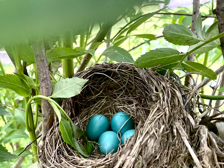 A Nest for All: Stewarding Safe Places on the Farm