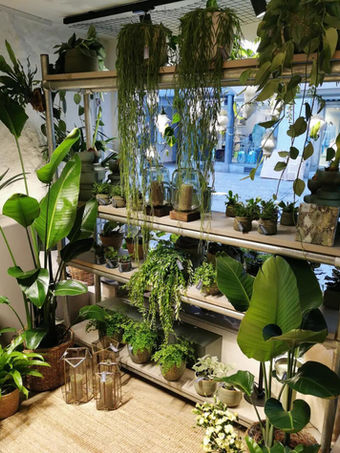 BlütenMeer Brugg. Blumengeschäft mit Blumen und Pflanzen.