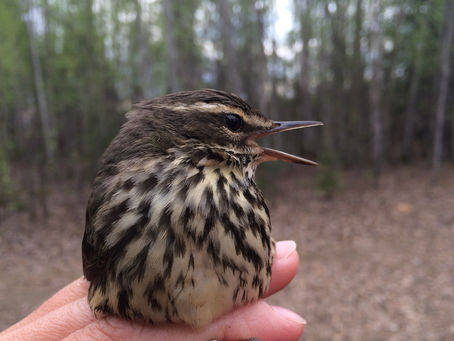 Sweet songbird singing in the morning hour