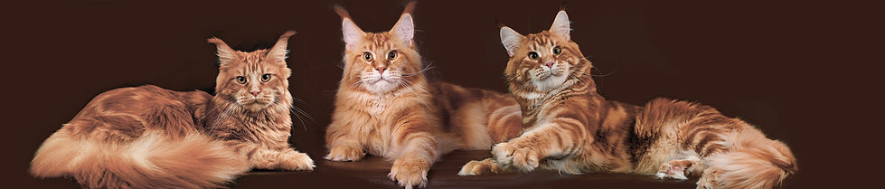 Питомник мейн-кунов Luana