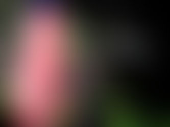 Psychiatric PTSD Service Dog for our Veterans