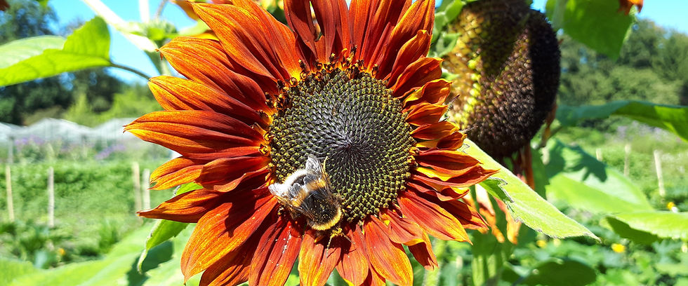 Suflower strip 3.jpg