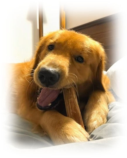 Thumbnail: Cinnamon Wood Dog Chew Stick- Large (Up to 35kg)