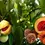 Thumbnail: Ceylon Nutmeg and Mace