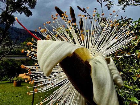 Sítio Jatobá: Onde as Montanhas Respiram e os Rios Lembram