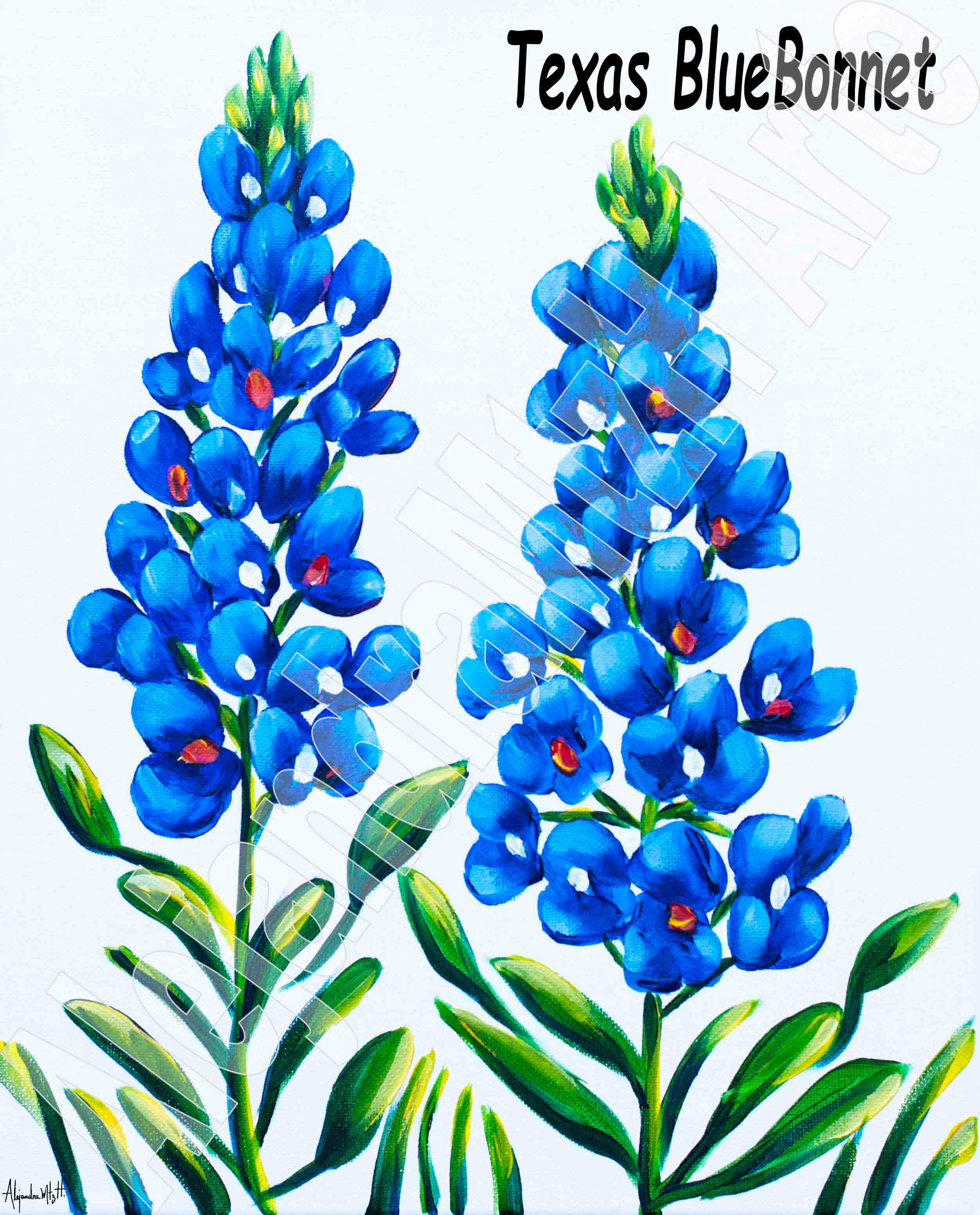 BlueBonnet #3