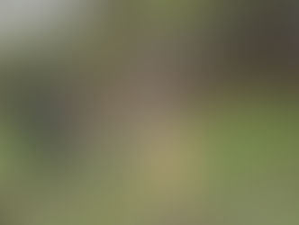 2021.4.6 春のたんぽぽのはら