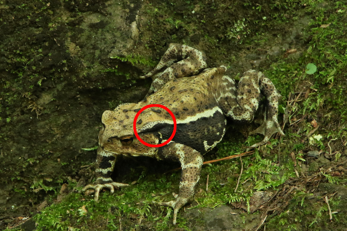 第12歩 アズマヒキガエル さかでぃの森のむしめがね