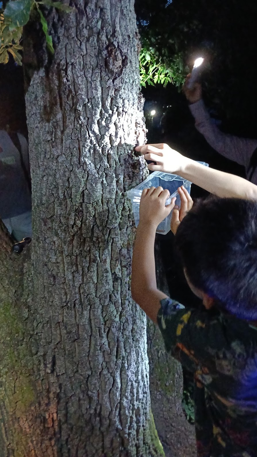 かぷかぷ自然クラブ:夏の夜の虫探し