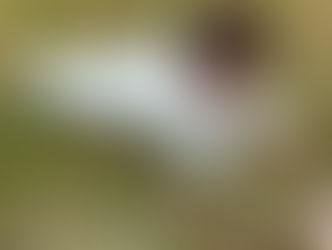 2024.3.5 はらっぱ 春待ちさんぽと河津桜