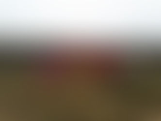 2018.3.5 のびのび、切り株と落ち葉