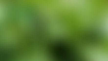 Domácí okurky z Vašeho balkónu