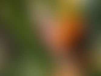 Není rajče jako rajče