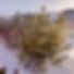 Unsere Pflanzen im Garten Haus Panorama