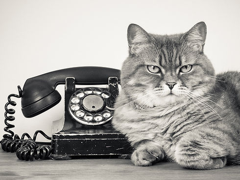 UneChatTelephone.jpg