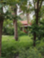Trees on J Krishnamurti study center