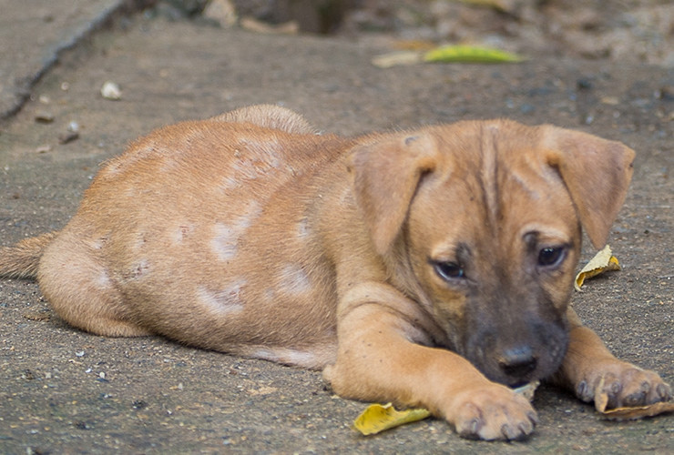 Mange Treatment