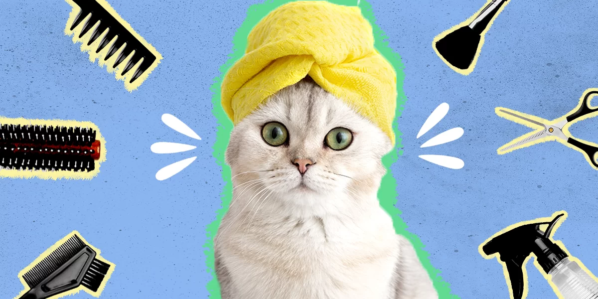 Cat Grooming