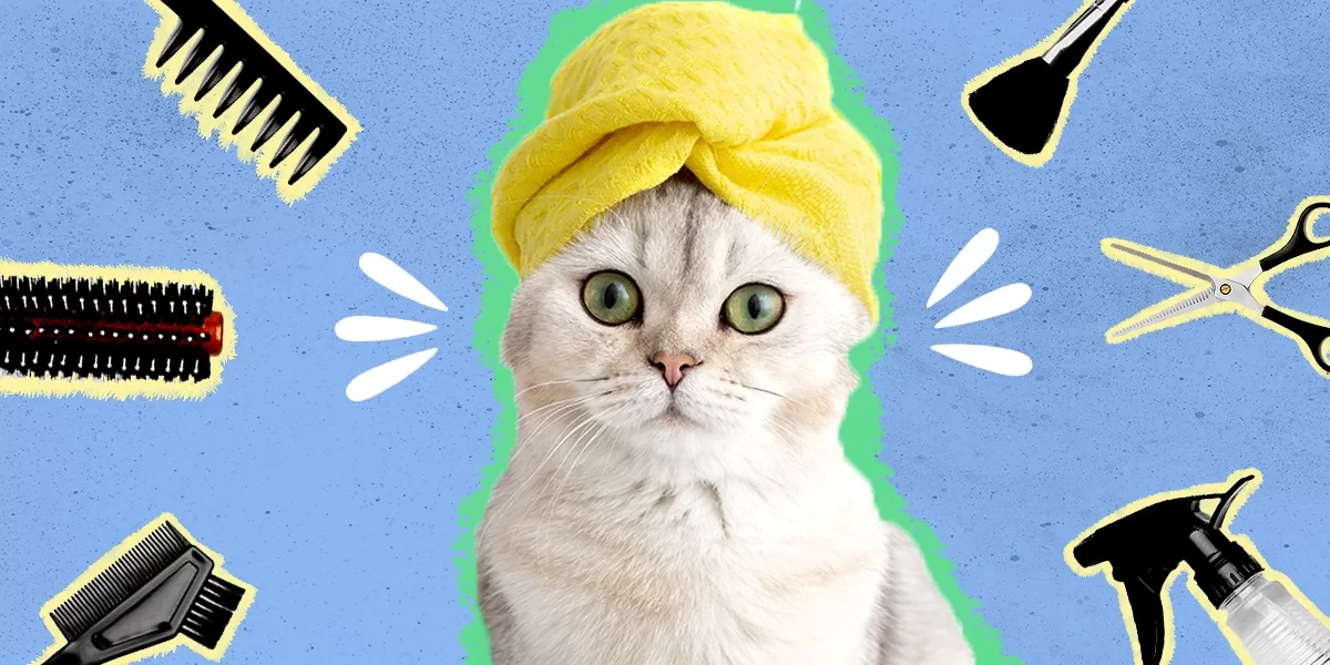 Cat Grooming