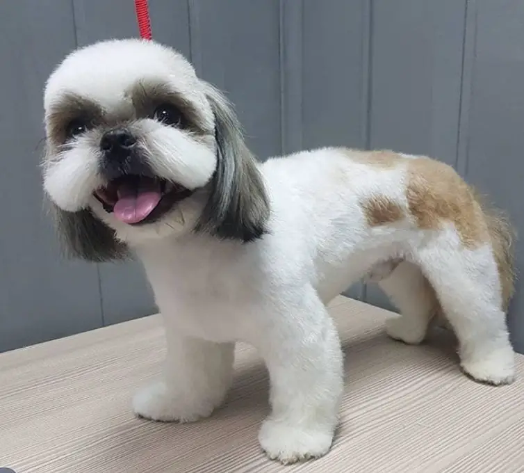 Hair Cut / Full Shave
