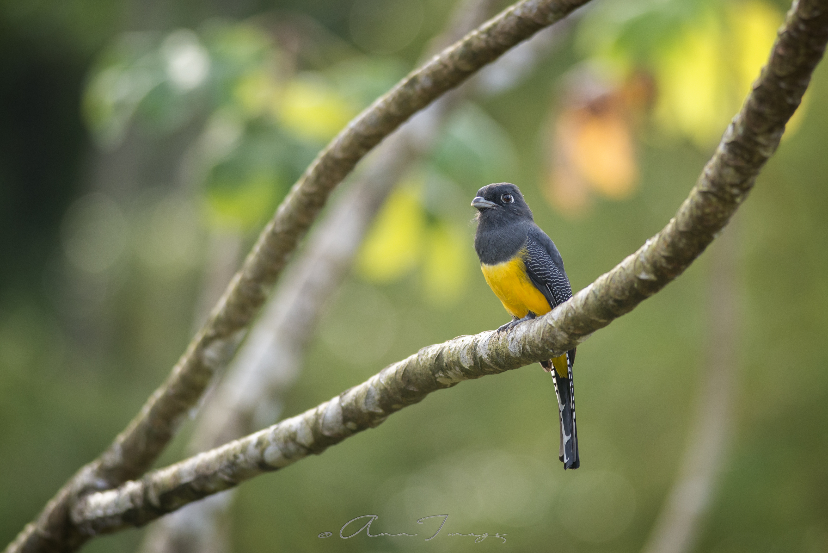 L'ORNITHOLOGIE
