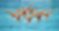 natation-synchronisée.jpg