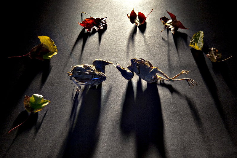 Still Life  Birds 2012