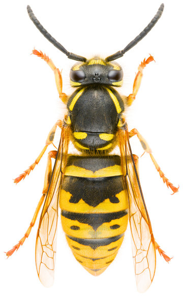 Wasp