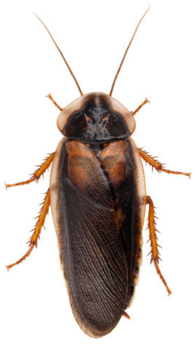 Cockroach