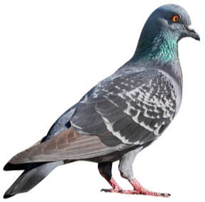 Pigeon
