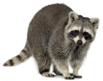 Raccoon