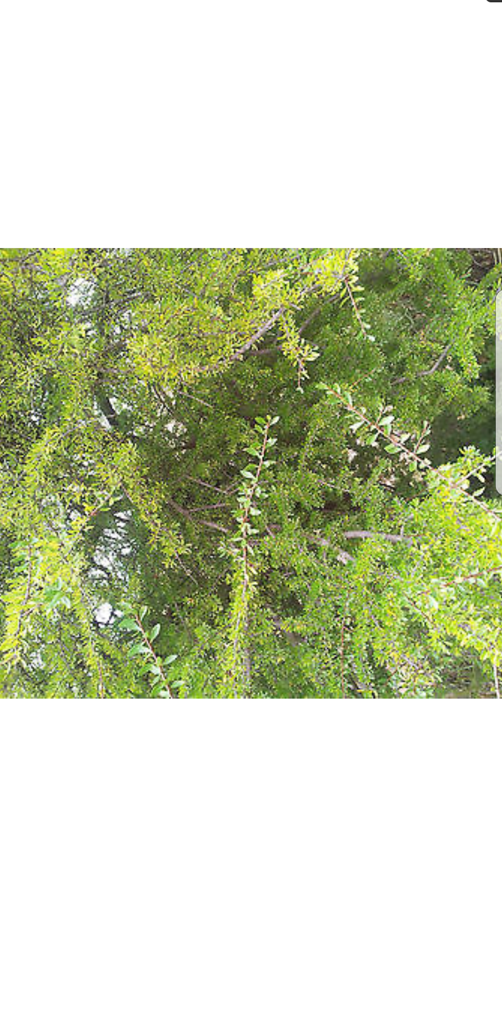 Semi MOLTO RARI della città sidi ifni in marocco 30 semi di argania spinosa, qua