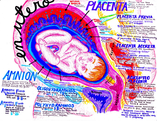 Obgyn Notes Hansonsanatomy