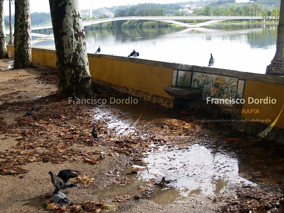 Parque da Cidade-D. Manuel Braga