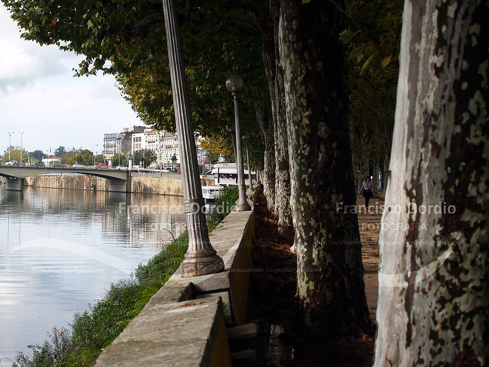 Parque da Cidade-D. Manuel Braga