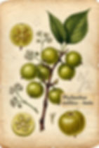 Vintage-style botanical illustration of the Amla plant (Phyllanthus emblica), showing green fruits, leaves, flowers, and sliced berries.