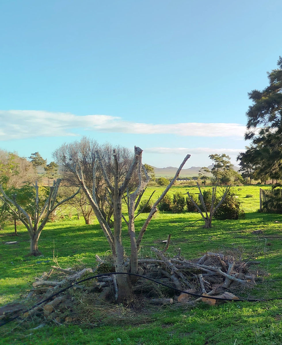 A pile of logs ready for chipping