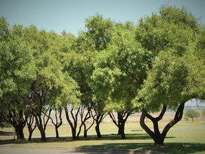 Rhus Karee Tree (Searsia lancea): The Tough, Beautiful, Low-Maintenance Tree That Does It All