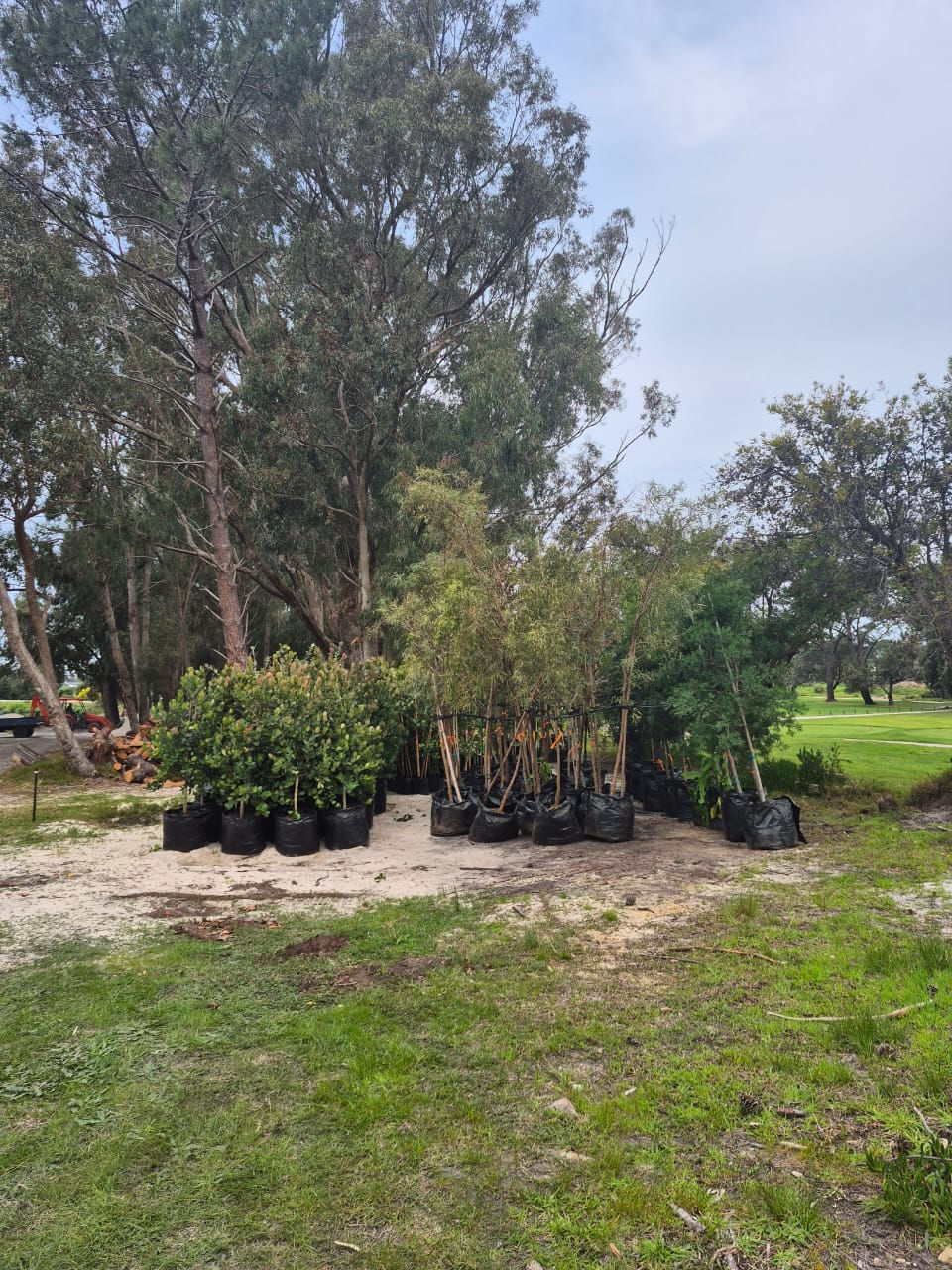 Potted trees on sandy soil under tall trees in a park. Green and earthy tones dominate the setting, with a cloudy sky above.