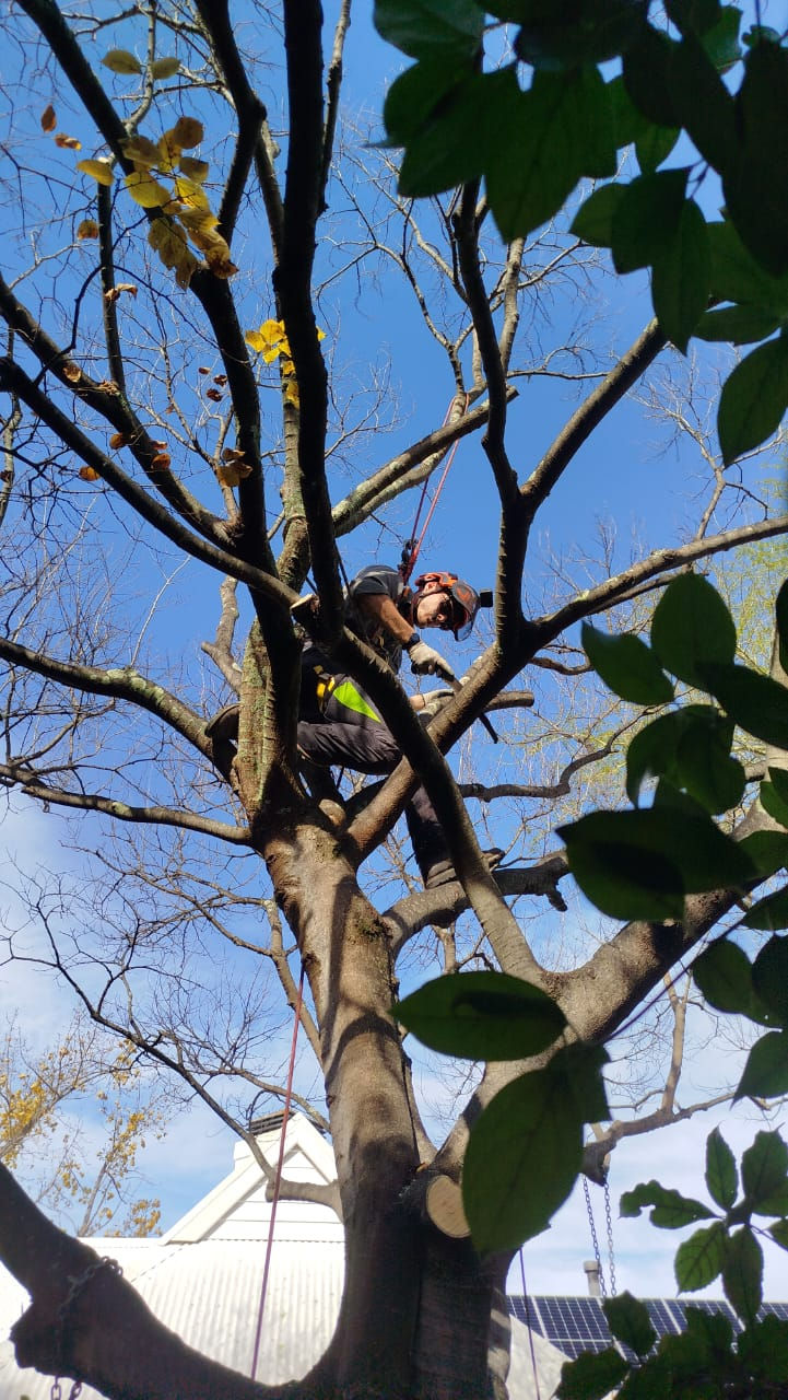 Tree climber in safety gear pruning branches, surrounded by green leaves against a blue sky. Roof visible in the background.