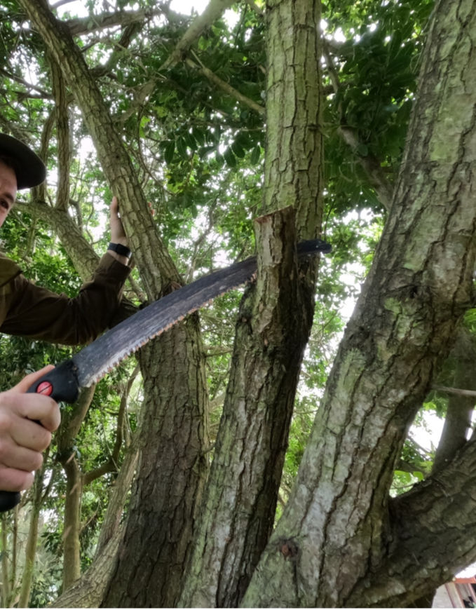 Close-up of a person wearing a climbing harness, loaded with carabiners and ropes. Outdoor setting with greenery in the background.