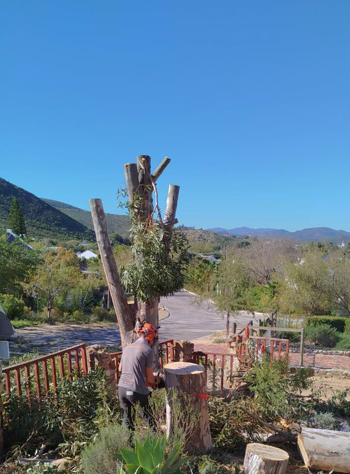 Person in orange helmet cutting tree stump with chainsaw in garden. Clear blue sky, mountains in background, red fence nearby.