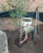 Man planting a tree in a garden, wearing a green shirt reading "Master Tree." Brick wall and pile of soil in the background.