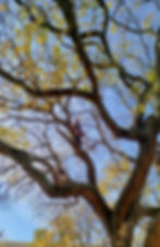 A person in safety gear climbs a tree with ropes, surrounded by yellow leaves against a clear blue sky, creating an adventurous mood.