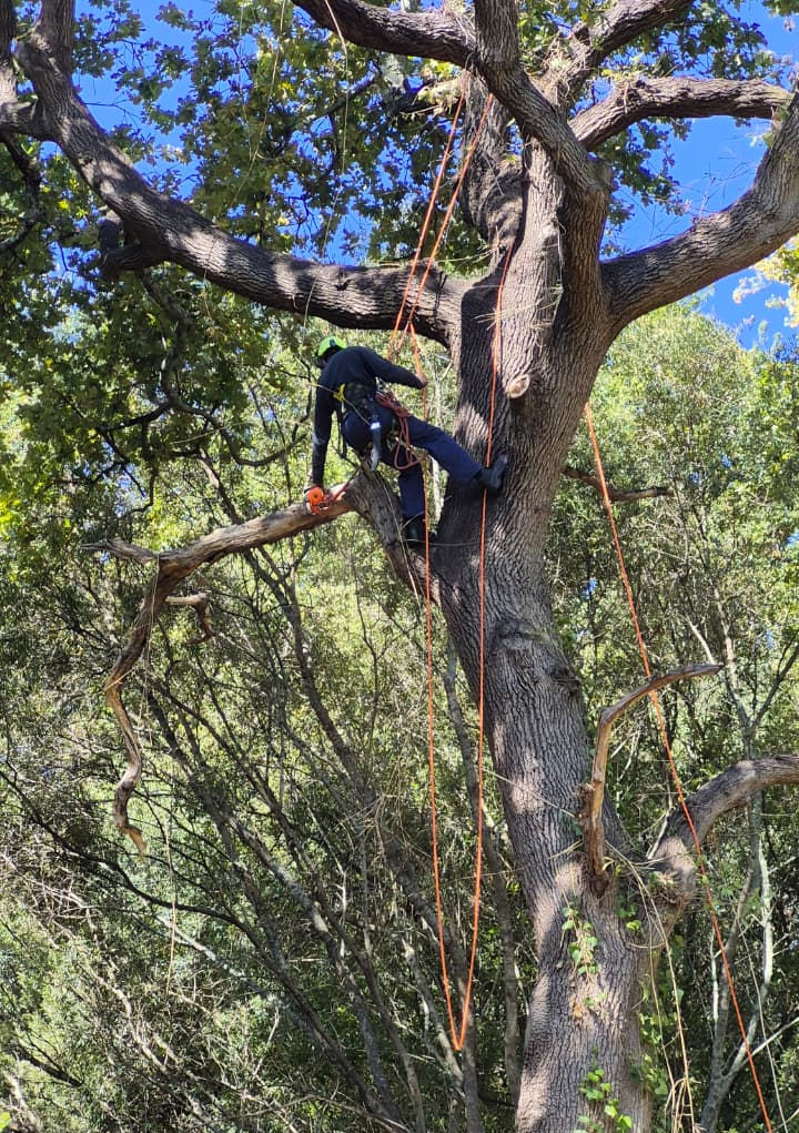 Person in gear climbs a tree, using ropes and a chainsaw to cut branches. Sunlight filters through foliage, creating a dynamic scene.