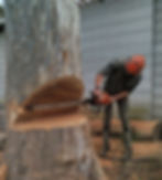 A person in orange safety gear uses a chainsaw to cut a large tree in a yard. The tree bark is textured; wood shavings cover the ground.