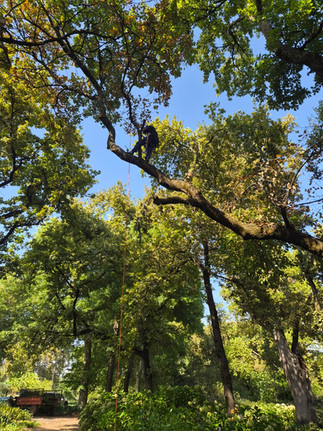 Team working up in the canopy during tree maintenance
