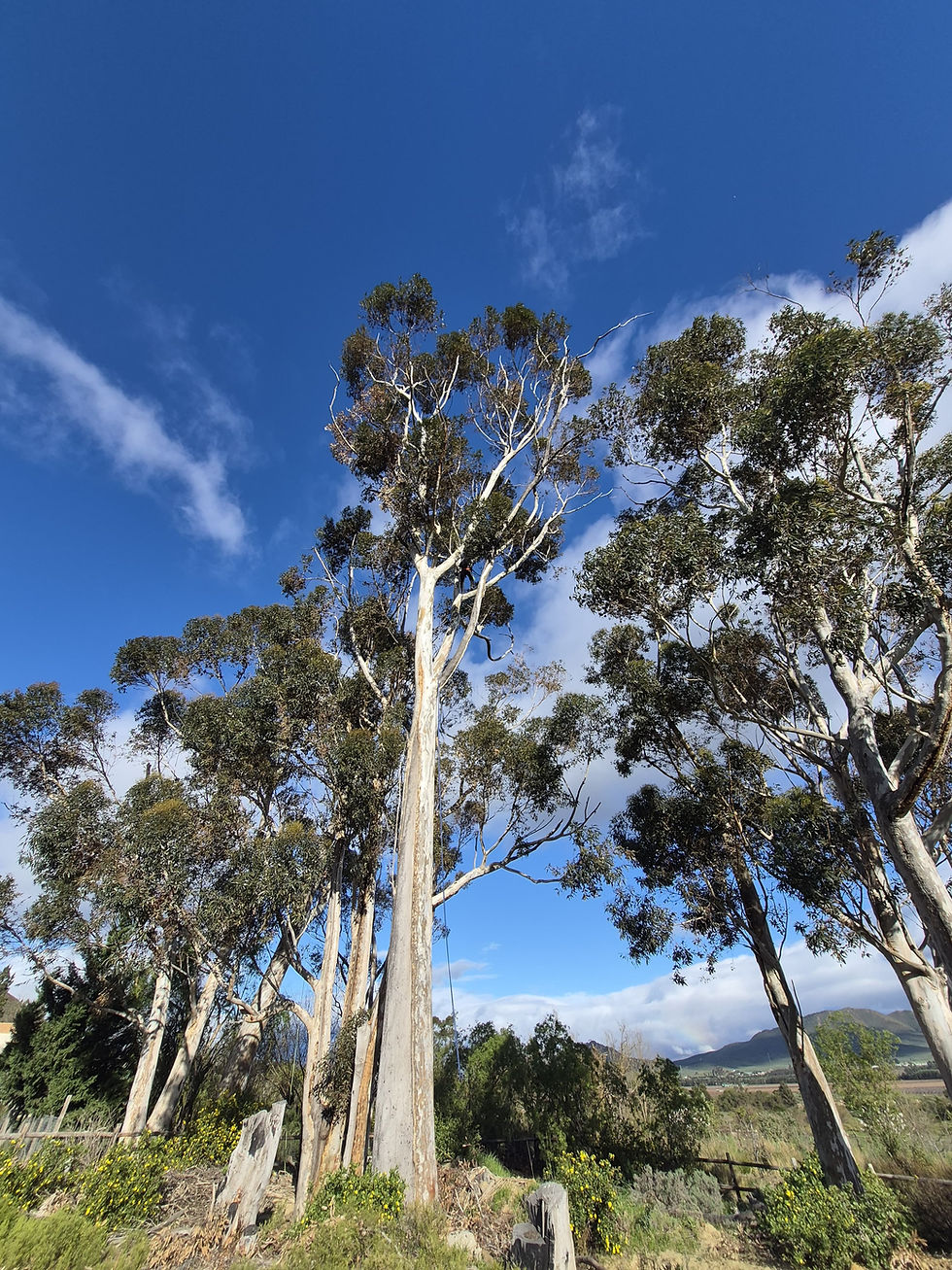 Tall eucalyptus trees reach into a bright blue sky with wispy clouds above a rural hillside landscape.