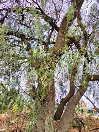 How to Take Care of Pepper Trees in South Africa