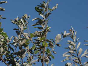 Coastal Silver Oak (Brachylaena discolor): The Hardy Indigenous Windbreak and Shade Tree